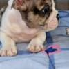 Bulldog English Bulldog, beautiful puppies