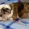 Bulldog English Bulldog, beautiful puppies