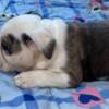 Bulldog English Bulldog, beautiful puppies