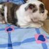 Bulldog English Bulldog, beautiful puppies