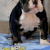 Bulldog English Bulldog, beautiful puppies