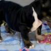 Bulldog English Bulldog, beautiful puppies