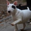 Bull Terrier Mini bull terrier