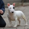 Bull Terrier Mini bull terrier