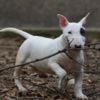 Bull Terrier Mini bull terrier