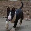 Bull Terrier Mini bull terrier