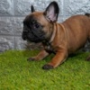 French Bulldog French bulldog