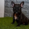 French Bulldog French bulldog