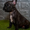 French Bulldog French bulldog