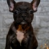 French Bulldog French bulldog