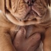 Dogue de Bordeaux Dogue de Bordeaux Puppies