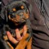 Rottweiler Rottweiler puppies