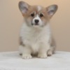 Welsh Corgi, Pembroke Welsh Corgi Pembroke – Beautiful Puppies