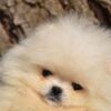 Pomeranian Pomeranian BOO – Beautiful Puppies