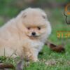 Pomeranian Pomeranian BOO – Beautiful Puppies