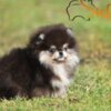 Pomeranian Pomeranian BOO – Beautiful Puppies