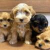 Havanese Havanese Bichon puppies