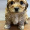 Havanese Havanese Bichon puppies