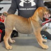 Boerboel South African Mastiff – Boerboel Puppies