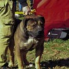 Boerboel South African Mastiff – Boerboel Puppies