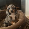 Dachshund Long-haired dwarf dachshunds