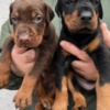 Doberman Pinscher Doberman – Puppies for Sale