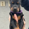 Doberman Pinscher Doberman – Puppies for Sale