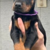 Doberman Pinscher Doberman – Puppies for Sale