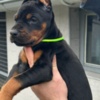 Doberman Pinscher Doberman – Puppies for Sale