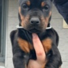Doberman Pinscher Doberman – Puppies for Sale