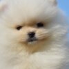 Pomeranian Pomeranian Boo Puppies