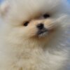 Pomeranian Pomeranian Boo Puppies