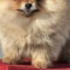 Pomeranian Pomeranian Boo Puppies