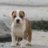 American Staffordshire Terrier American Staffordshire Terrier puppies