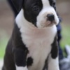 American Staffordshire Terrier American Staffordshire Terrier puppies