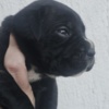 Cane Corso Cane Corso – Puppies for Sale