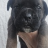 Cane Corso Cane Corso – Puppies for Sale