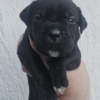 Cane Corso Cane Corso – Puppies for Sale