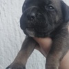 Cane Corso Cane Corso – Puppies for Sale