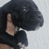 Cane Corso Cane Corso – Puppies for Sale