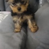 Yorkshire Terrier Yorkshire Terrier – Beautiful Puppies