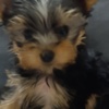 Yorkshire Terrier Yorkshire Terrier – Beautiful Puppies