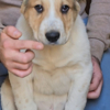 Central Asian Shepherd Dog Central Asian Shepherd – Puppies
