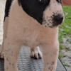 Central Asian Shepherd Dog Central Asian Shepherd – Puppies