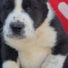 Central Asian Shepherd Dog Central Asian Shepherd – Puppies
