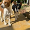 Basenji Beautiful Basenji puppies