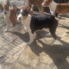 Basenji Beautiful Basenji puppies