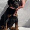 Doberman Pinscher Doberman puppies