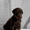 Doberman Pinscher Doberman puppies