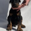 Doberman Pinscher Doberman puppies